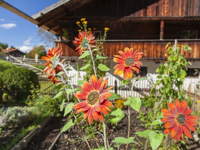 Das Tölzer Land ist berühmt für seine kunterbunten Bauerngärten. Hier Sonnenblumen im Freilichtmuseum Glentleiten.
Foto: Bezirk Oberbayern, Archiv Freilichtmuseum Glentleiten, Foto Bäck