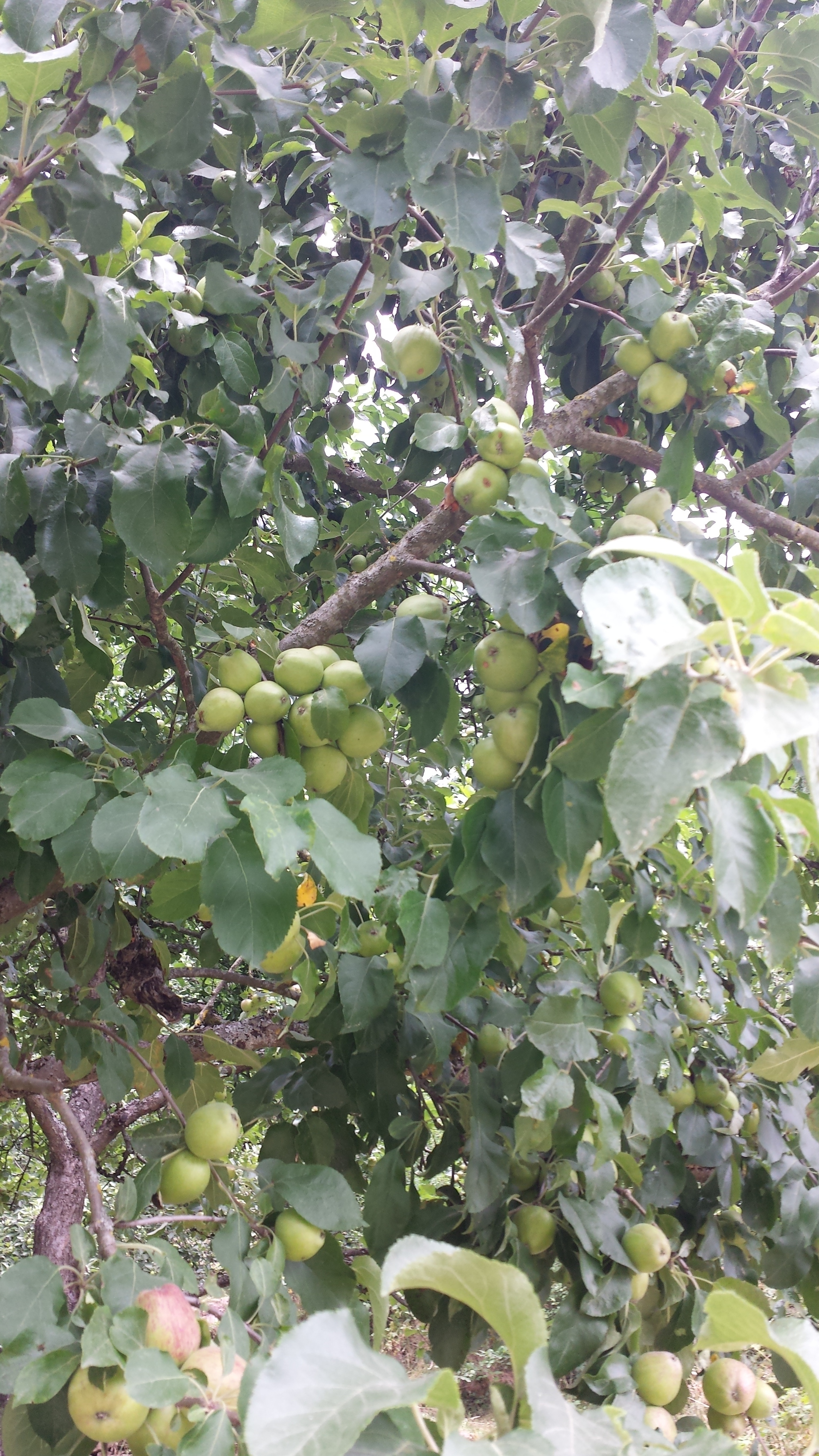 Äpfel