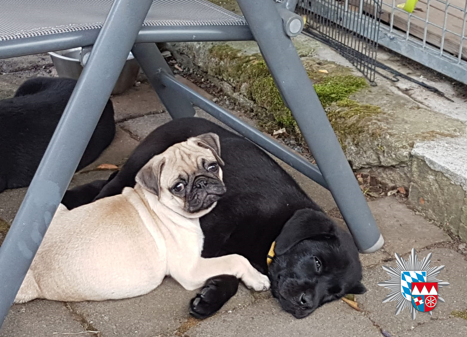 Durch die Polizeiinspektion Obernburg konnten am 20.07.18 sieben Hundewelpen sichergestellt werden.