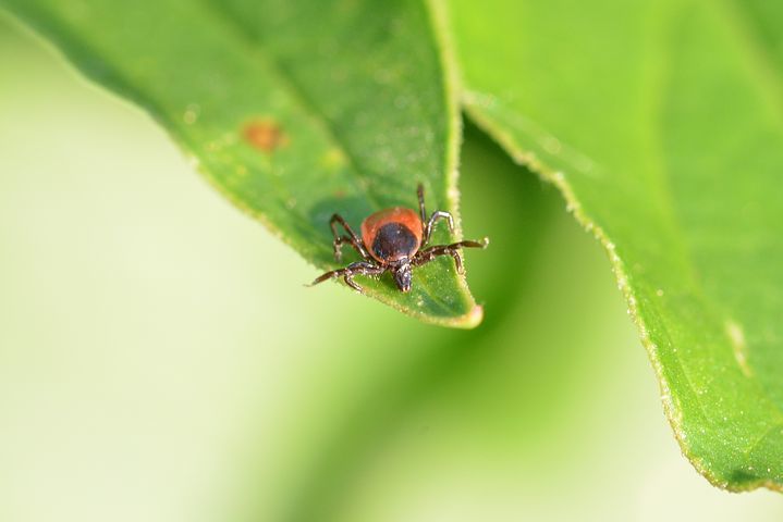 Eine hungrige Zecke sitz auf einem Blatt und wartet, dass ein geeignetes Opfer vorbei kommt. Quelle Pixabay