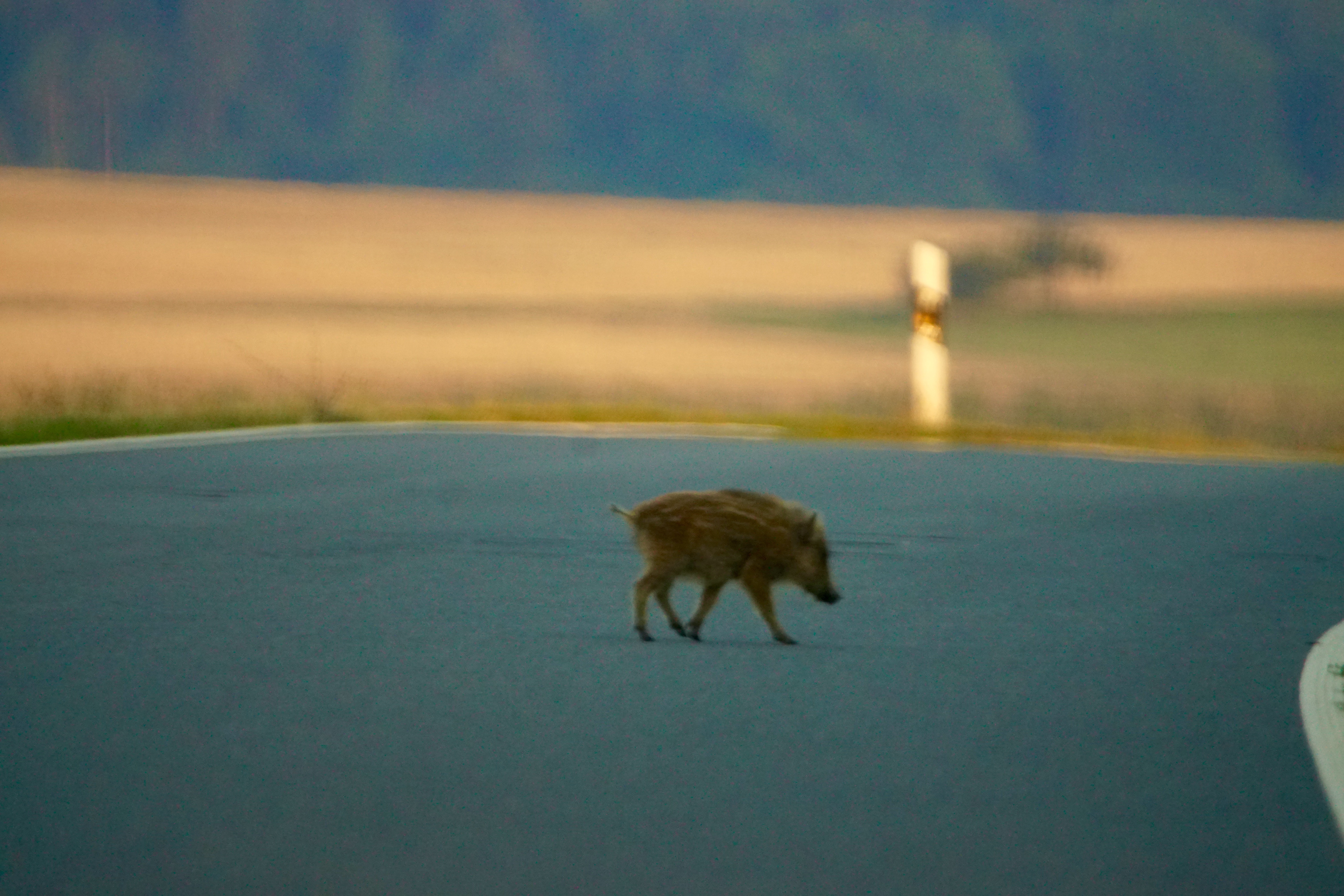 Junges Wildschwein unterwegs am 04.08.2018 bei Eichenbühl-Heppdiel.