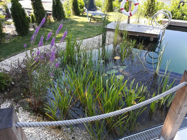 Schwimmteich
