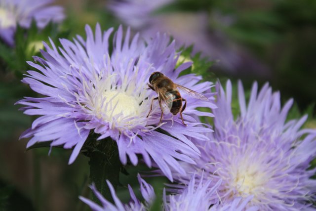 Bienenfutter | Foto: Marie-Luise Schell