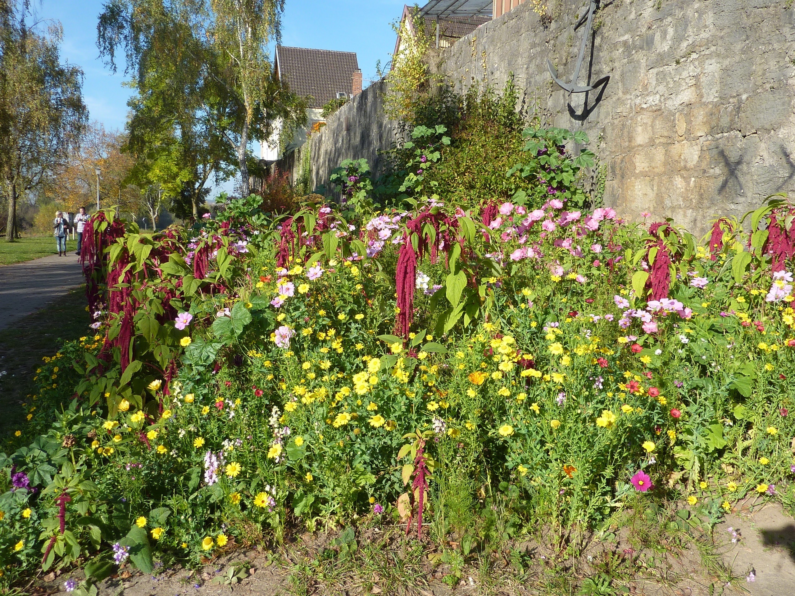 Die bunten Mischungen der Landesanstalt für Weinbau und Gartenbau (LGW) Veitshöchheim – hier der „Veitshöchheimer Farbenmix“ – sind nicht nur eine Augen-, sondern auch eine Nahrungsweide für Insekten aller Art.