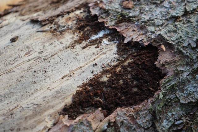 Unter der Baumrinde Unmengen von Borkenkäfern