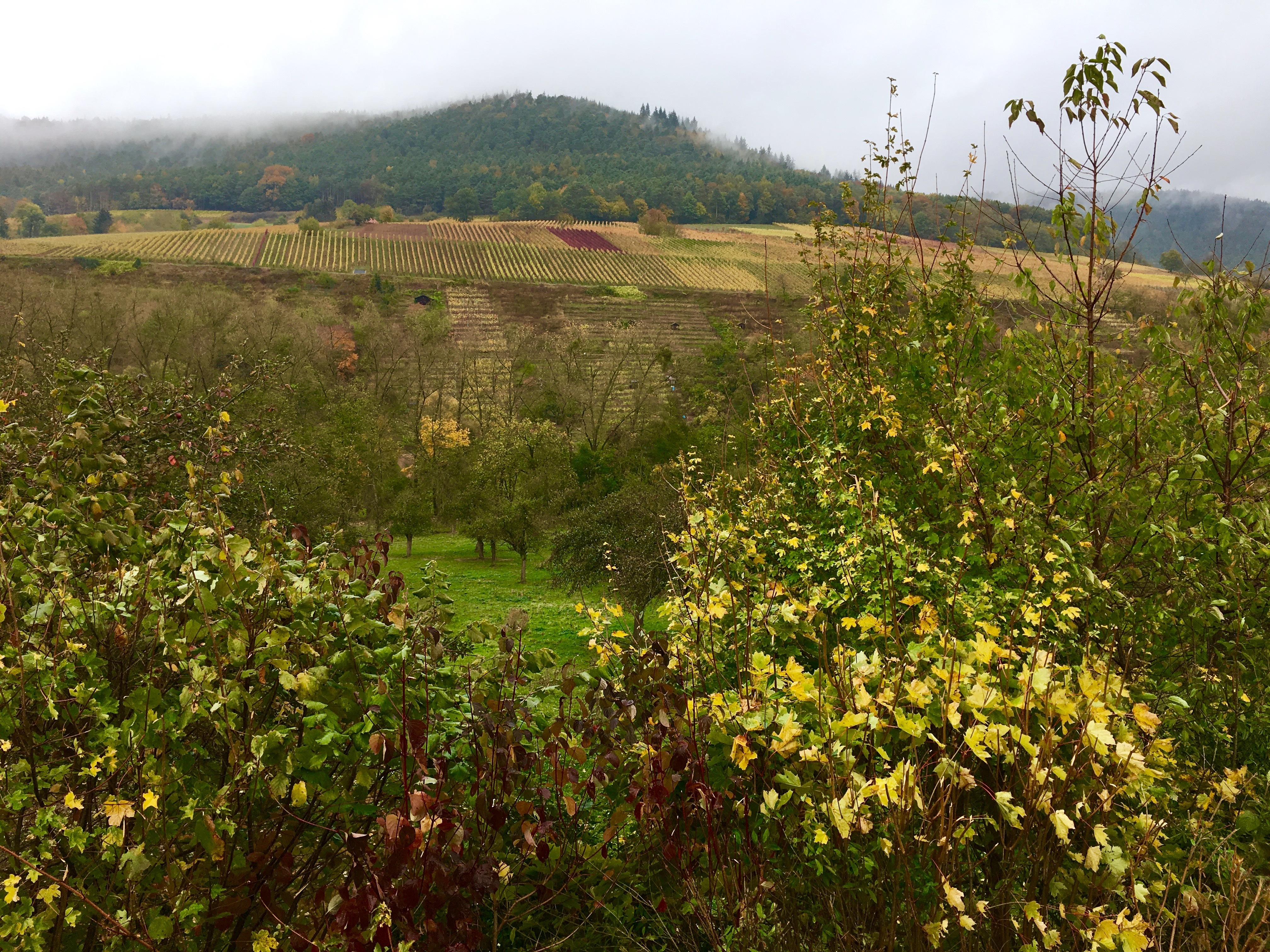 Herbst-Szenerie im Erftal bei Bürgstadt