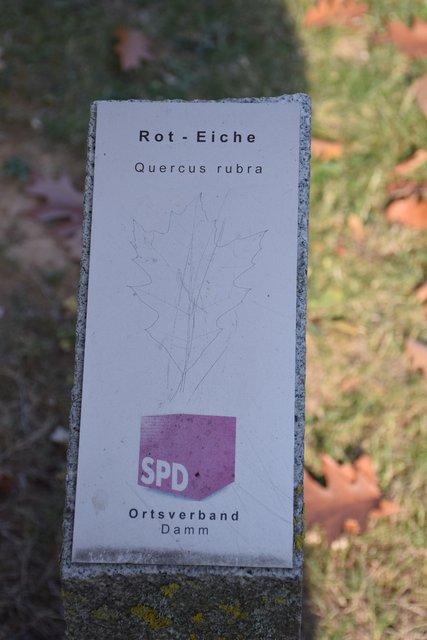 Die Rot-Eiche - gestiftet von der SPD