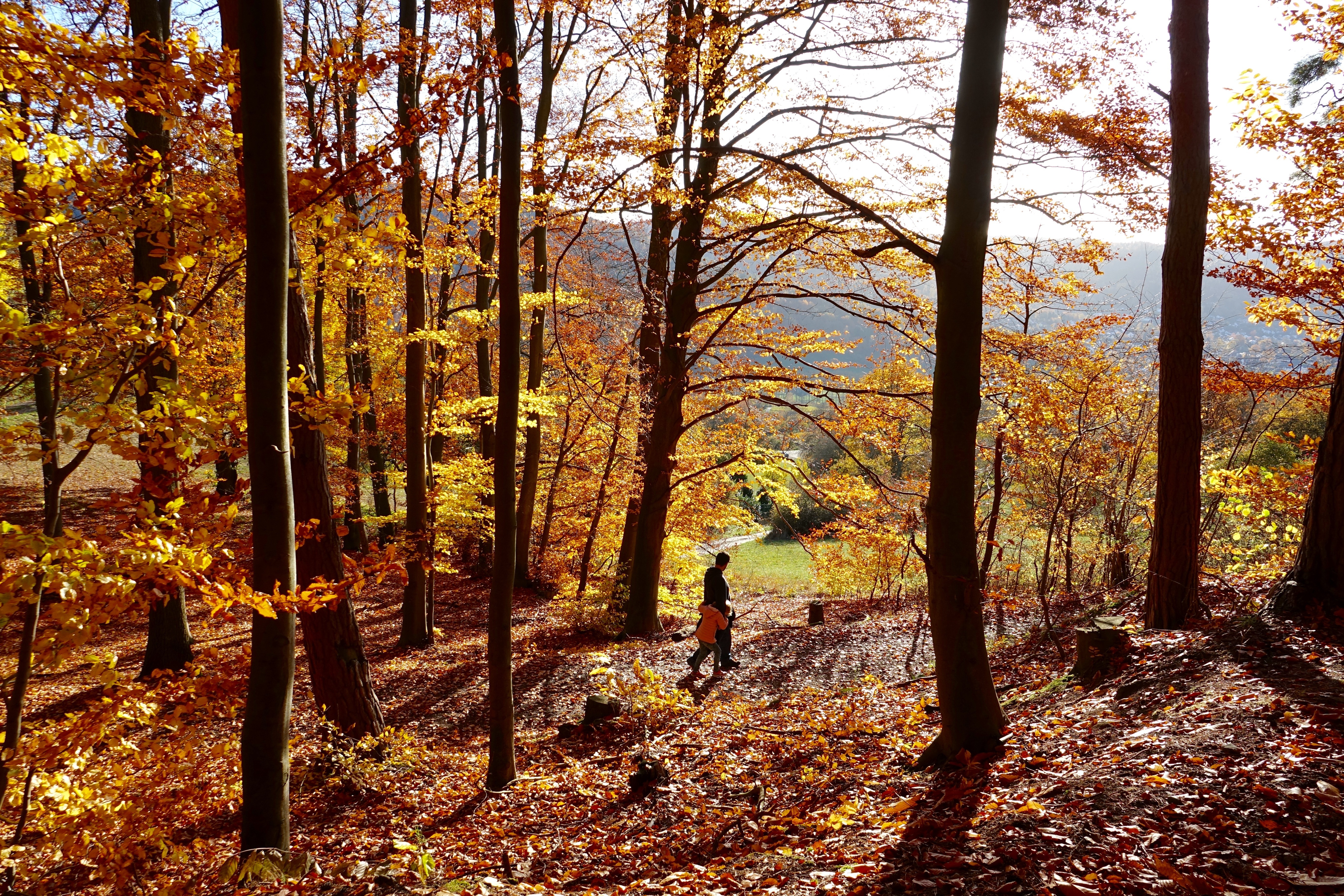Sonniger Martinitag am Centgrafenberg bei Bürgstadt am Main.