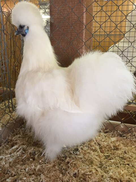 Seidenhuhn in weiß