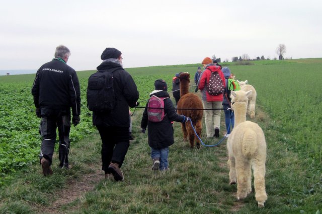 An einer Leine befestigt führten die Kinder die Alpakas zu einer kleinen Wanderung aus.