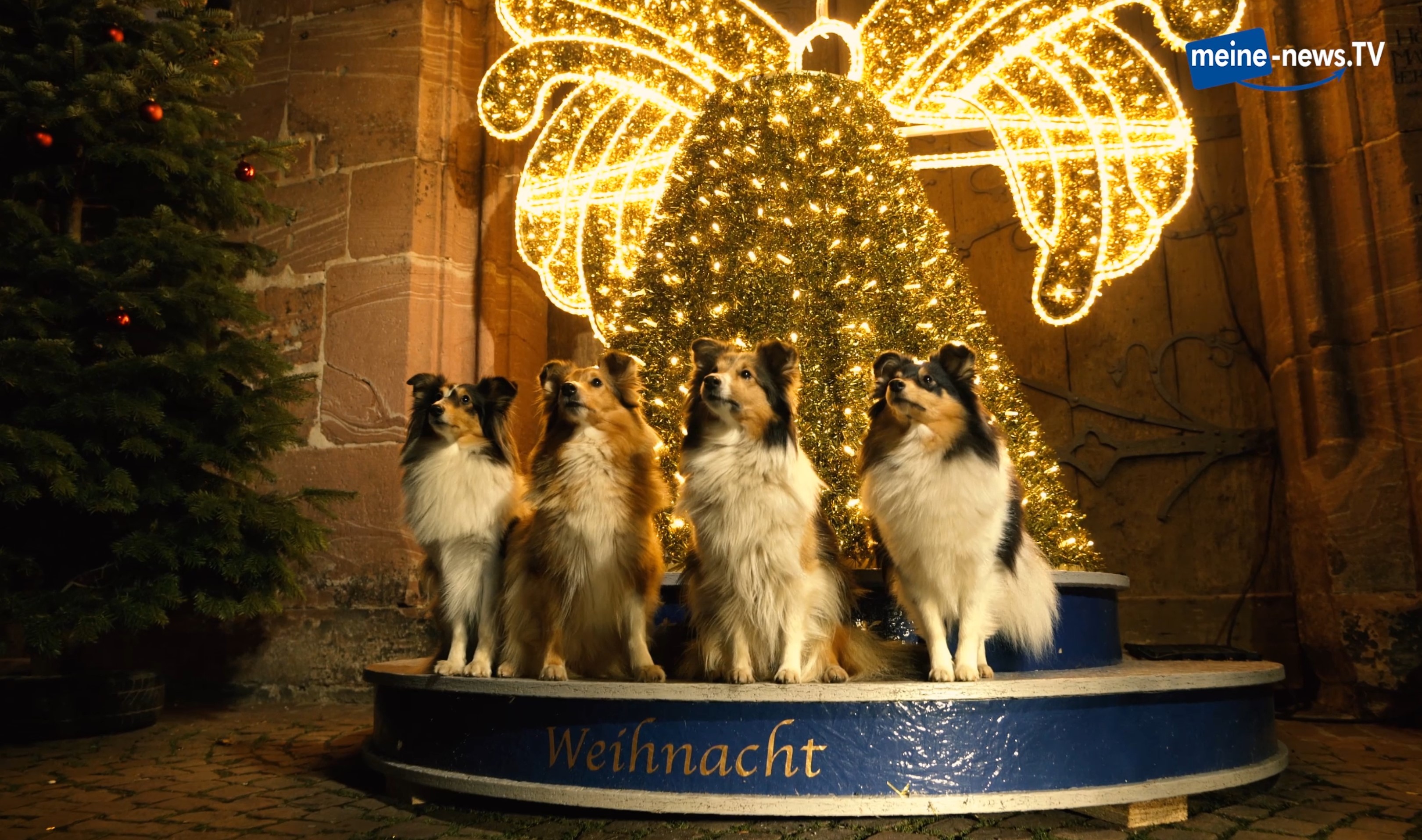 Sheltie-Alarm auf dem Miltenberger Weihnachtsmarkt! meine-news.TV wünscht allen schöne Weihnachtstage!