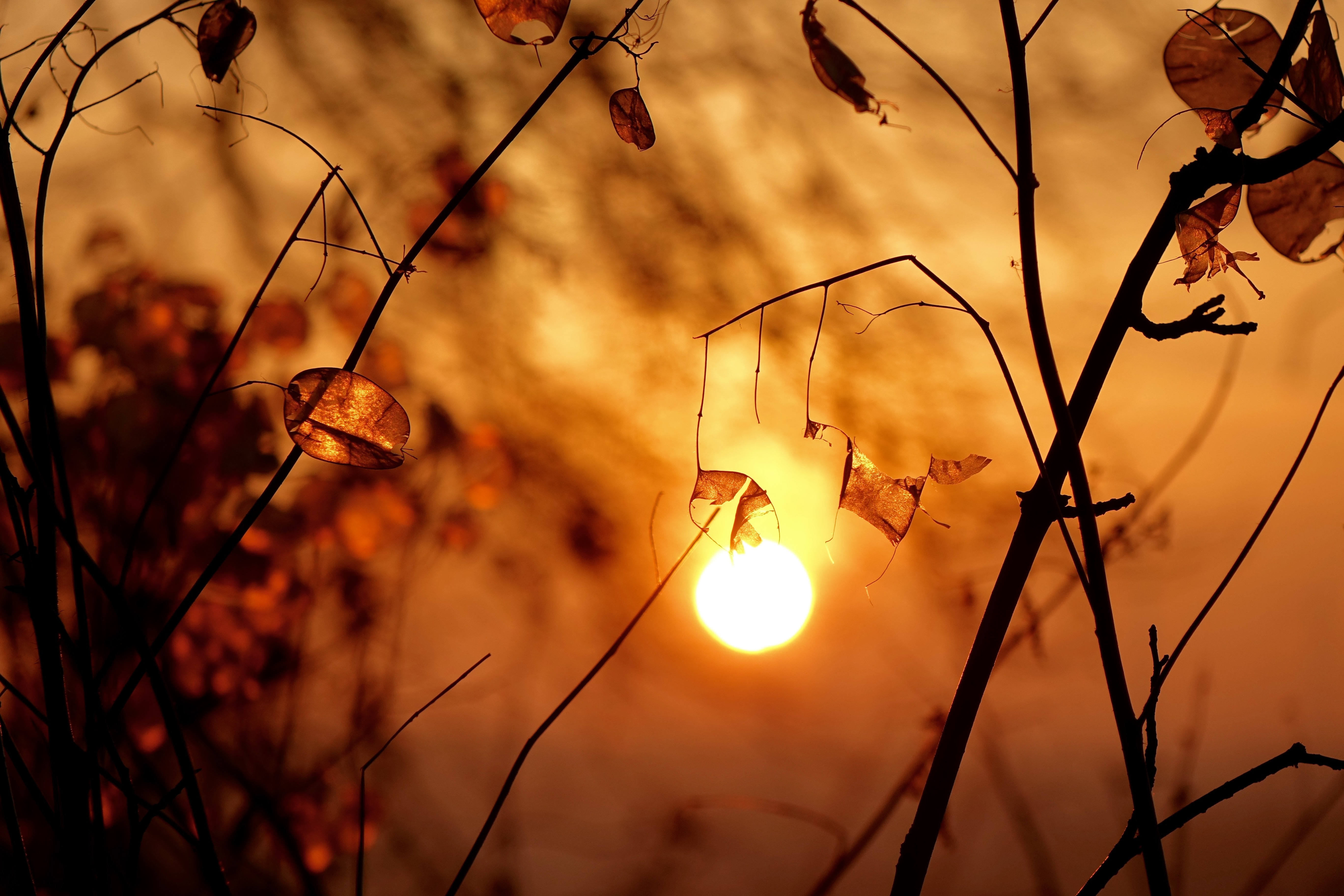 Wintersonne