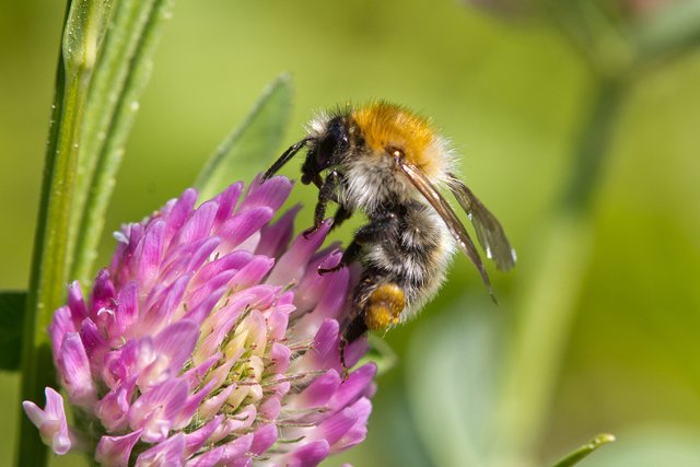 Ackerhummel | Foto: Dr. Steffen Scharrer