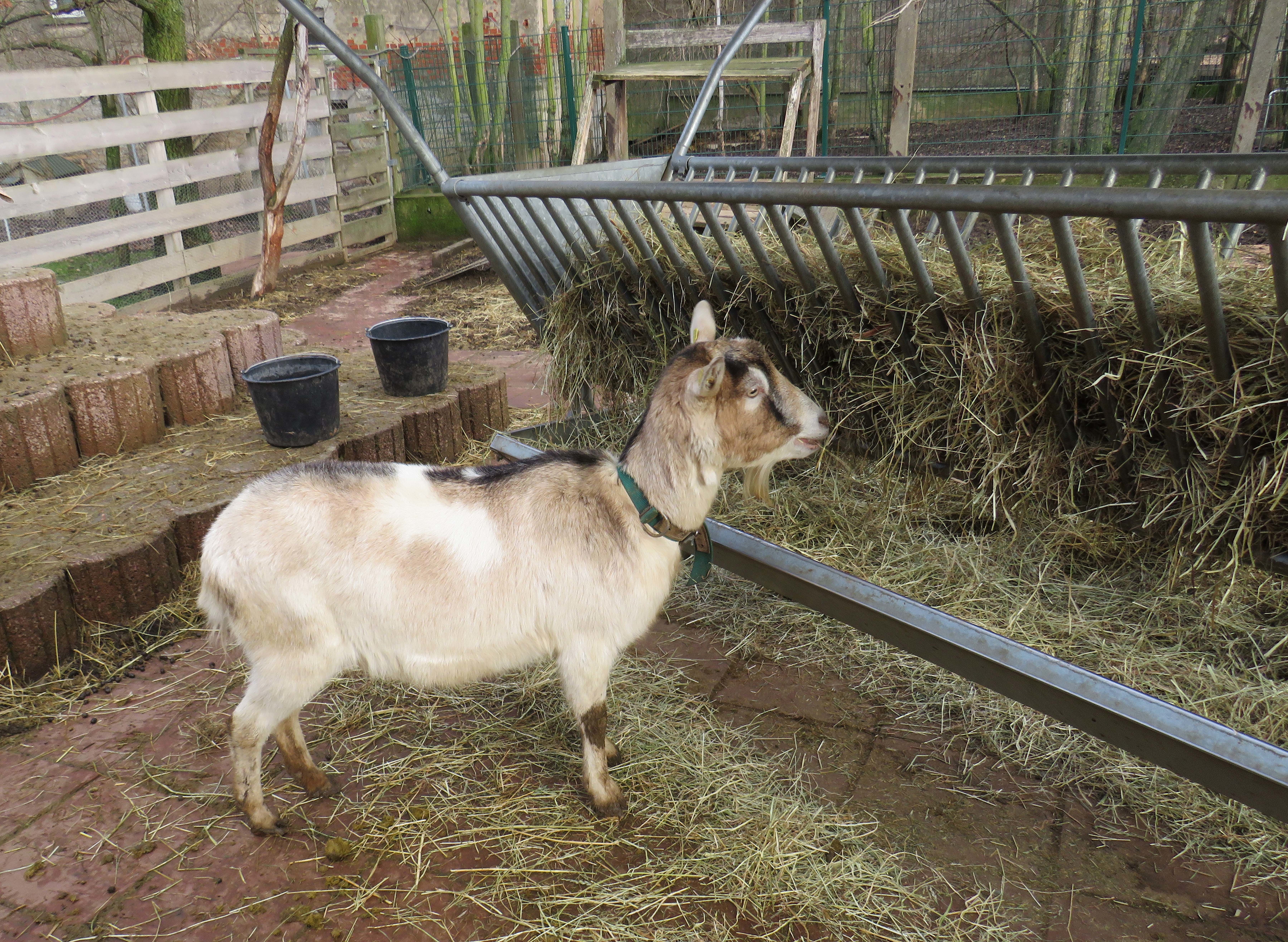 Über Futter satt und nette tierische Mitbewohner freut sich Ziege Flöckchen im Gnadenhof Gollachostheim.