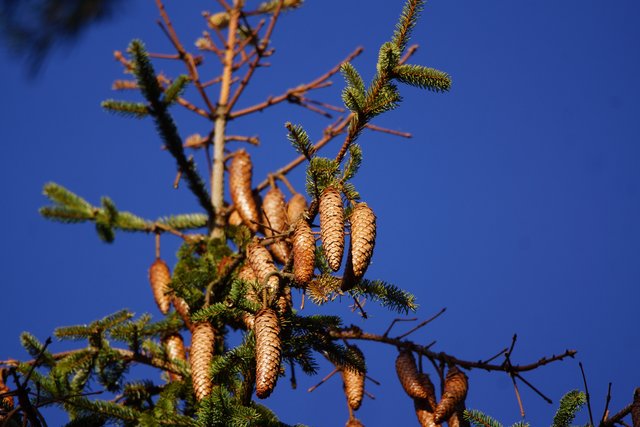 Zapfen im Februar im Spessart. 