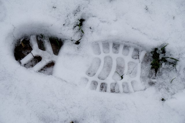 Spuren im Schnee - gesehen im Spessart