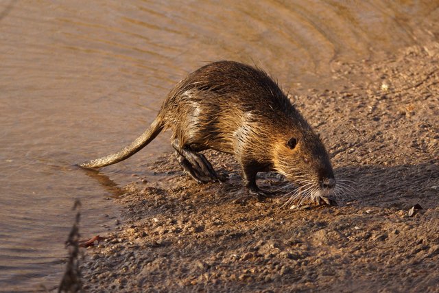Sumpf-Biber am Main bei Großheubach. 