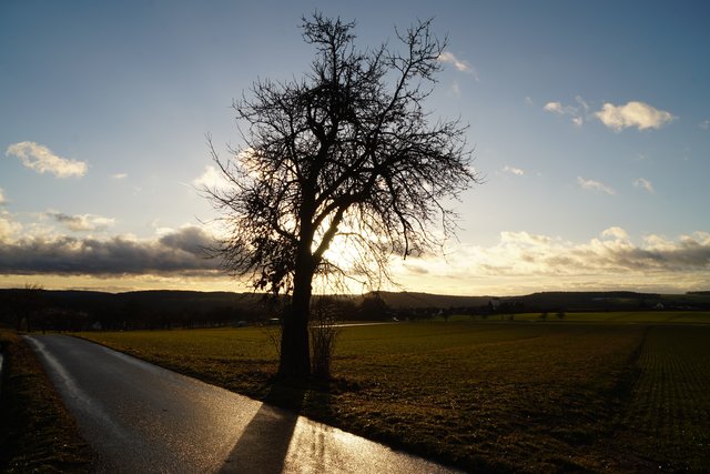 Im Gegenlicht bei Heppdiel. 