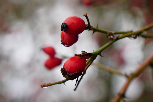 Hagebutten im Schnee. Gesehen im Taubertal. 