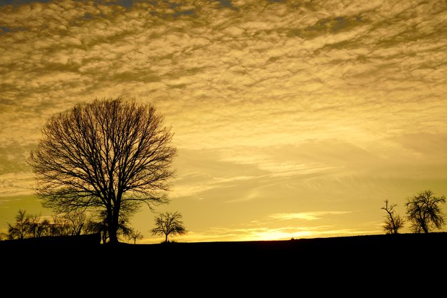 Februar-Abend im Odenwald. 