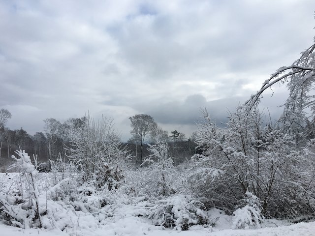 Winterliche Heimfahrt: bei Miltenberg-Wenschdorf. 