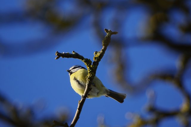Blaumeise im Februar - gesehen im Spessart. 