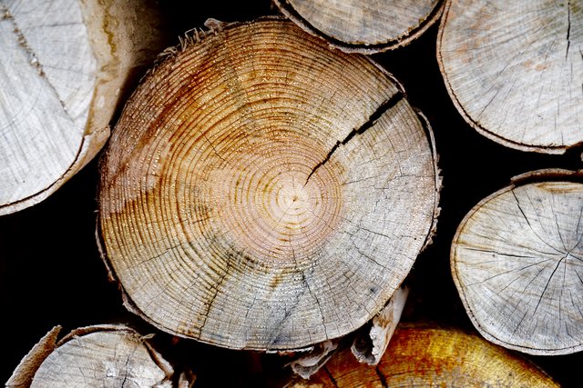 Symbolträchtiges Motiv: Baumringe  im Spessart. 