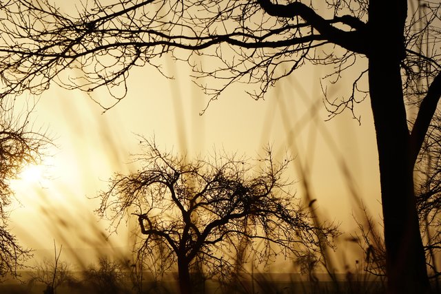 Februar-Abend im Spessart. 