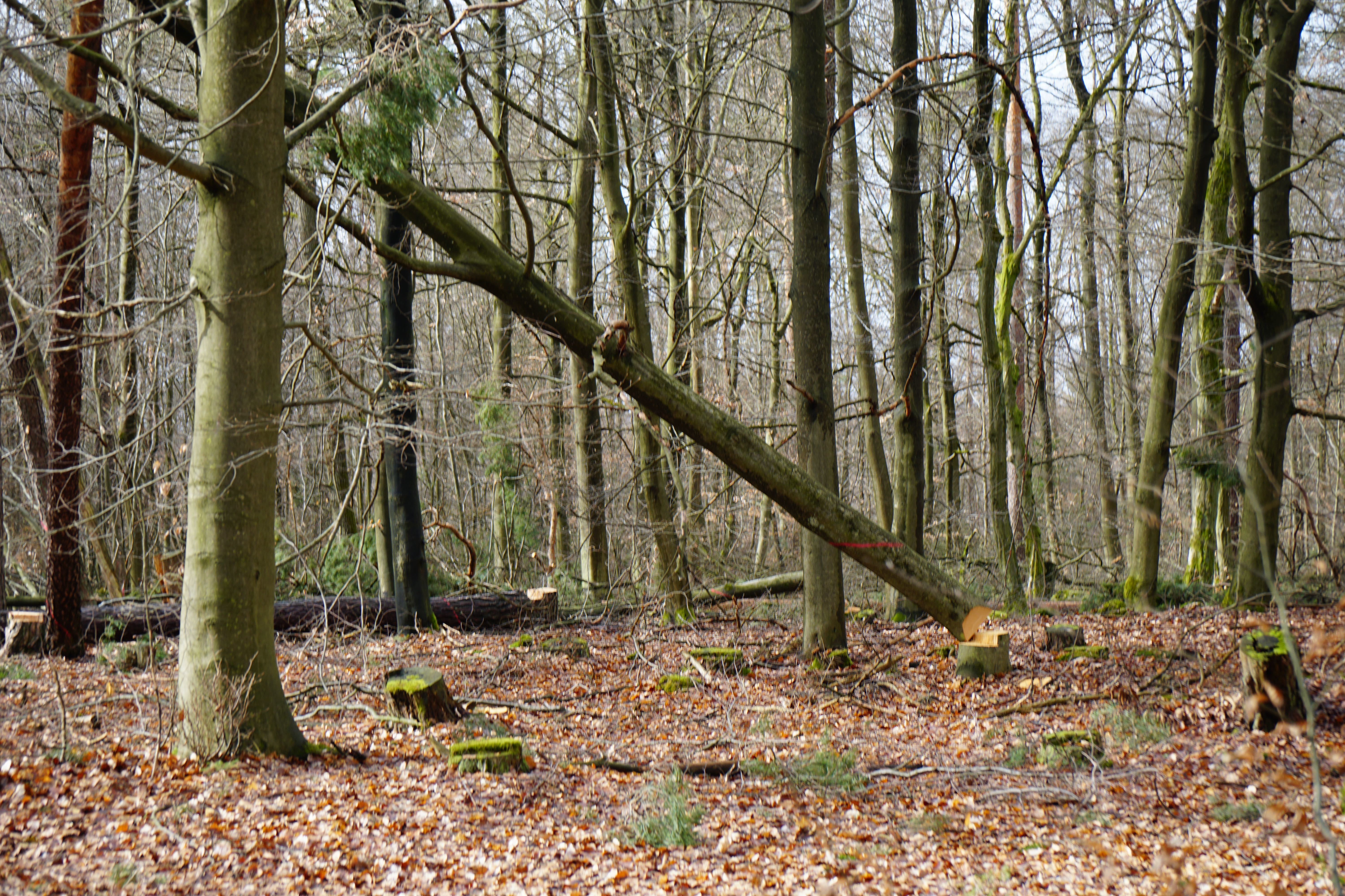 Nach Polizeiberichten kam ein ein 55-Jähriger Forstwirt am Freitag, dem 8. März 2019, in einem Waldgebiet im Eichenbühler Ortsteil Heppdiel im Landkreis Miltenberg ums Leben.