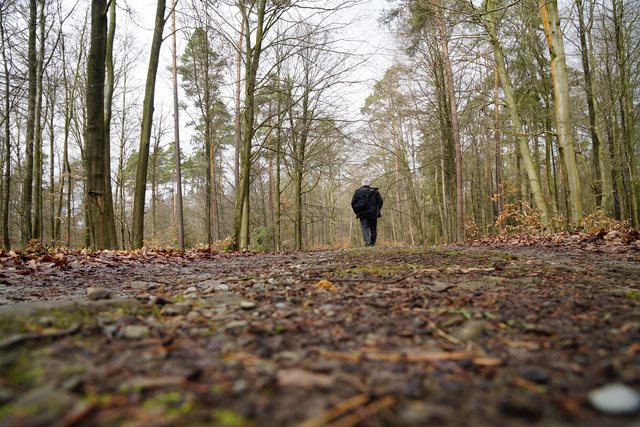 Vorfrühlingshafte Wald-Spaziergänge sind bei böigem Wind stets mit Gefahren verbunden. 