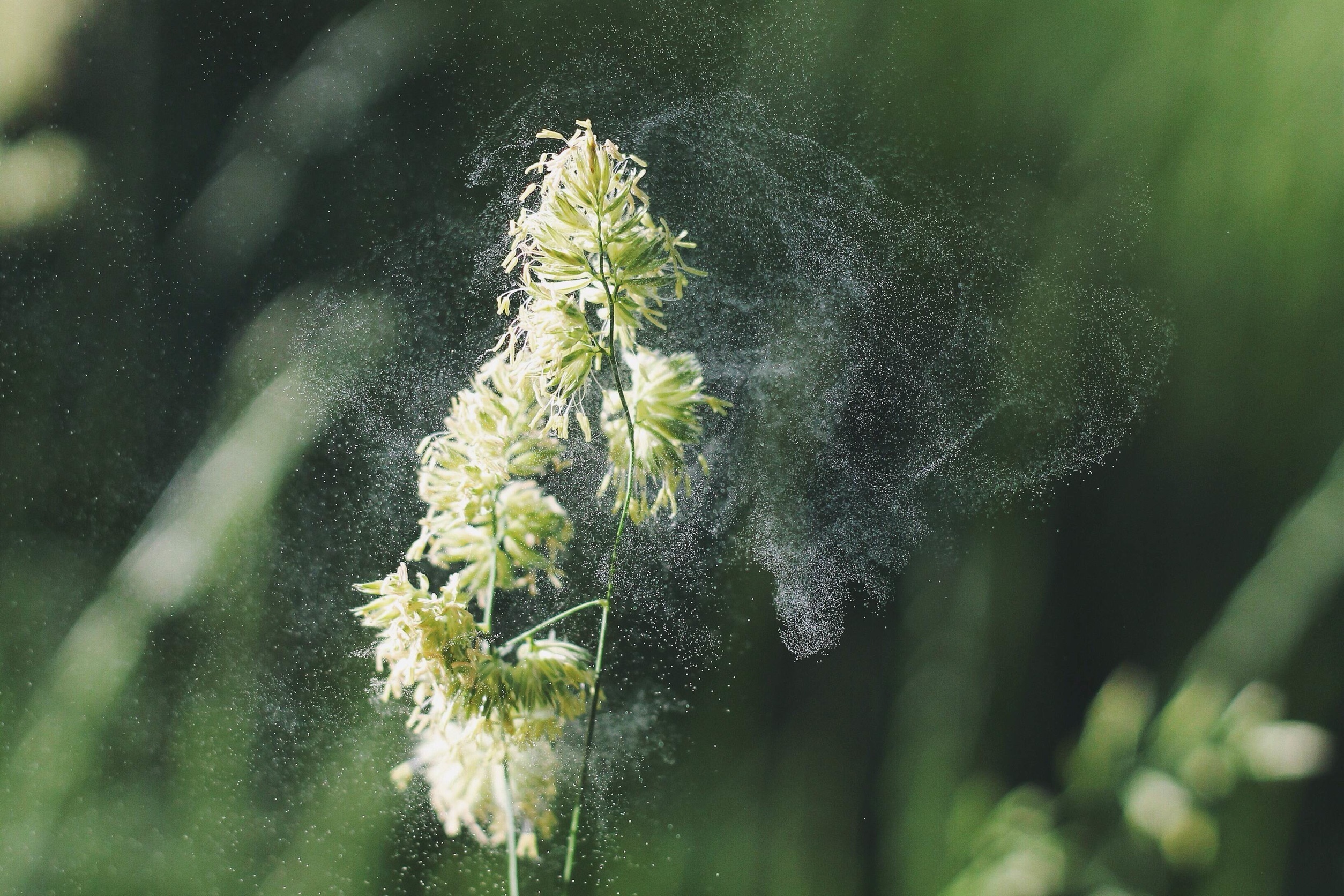 Pollen von Gräsern und anderen Pflanzen können Allergien auslösen.
