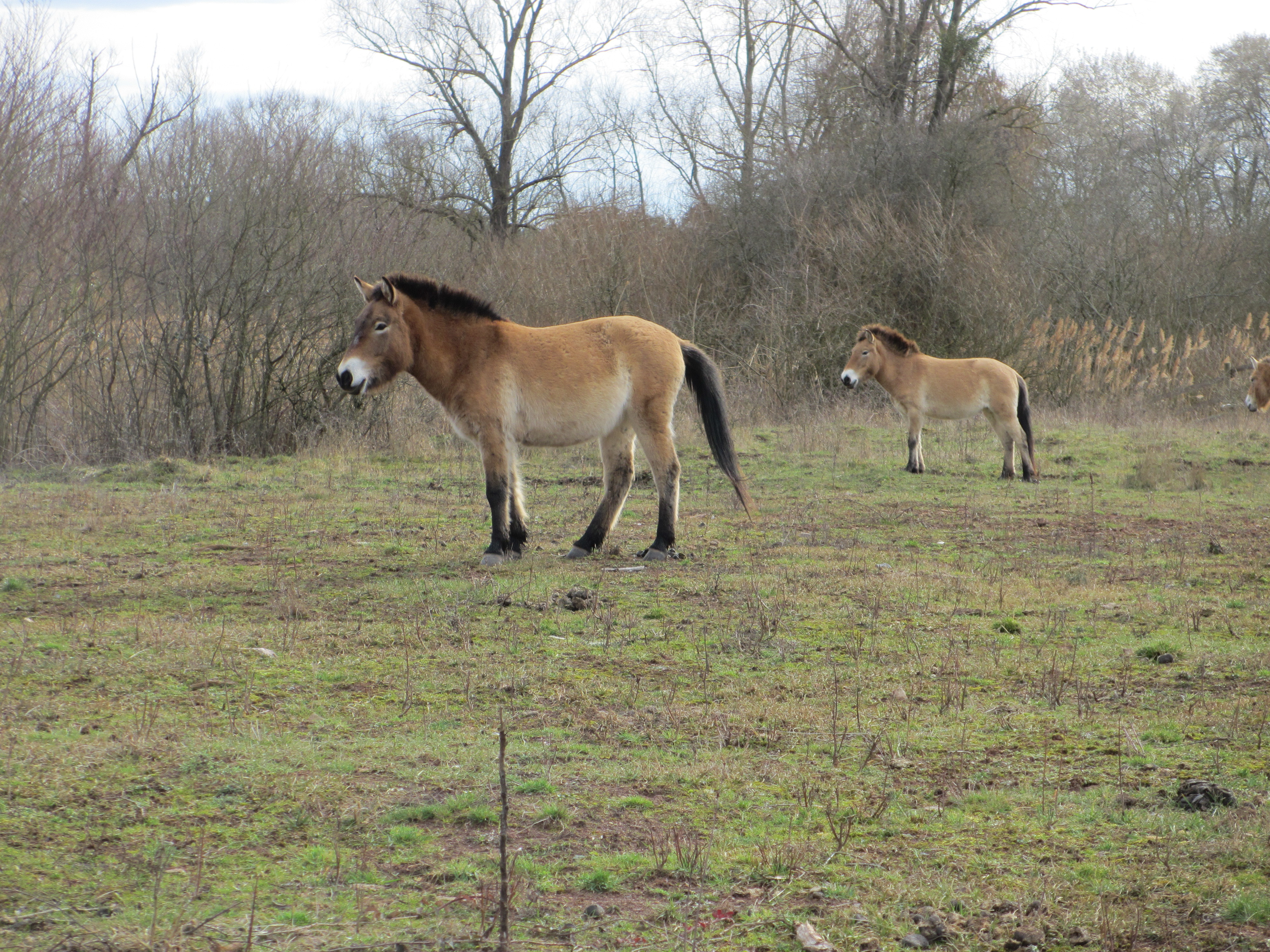 Wildpferde Im Naturschutzgebiet