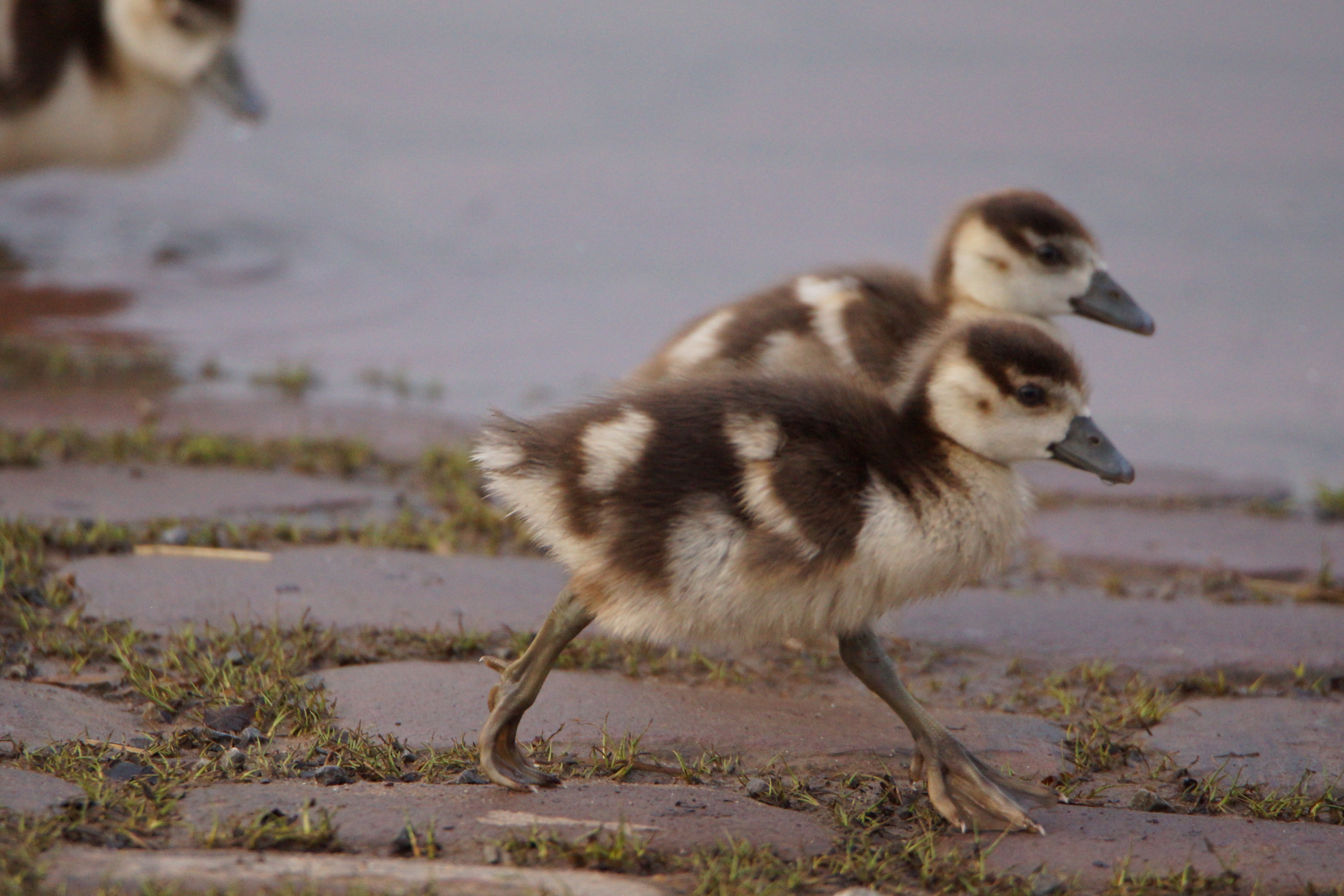Auf in den Frühling! Quirlige Nilgans-Küken am Main.
