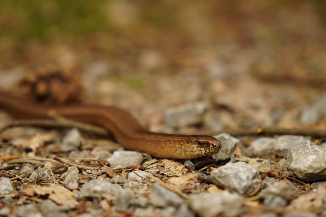 Blindschleiche unterwegs am 4.4.2019  - Die sonnigen Tage sind passé. Es hat abgekühlt. Dennoch ist eine Blindschleiche unterwegs in einem Waldgebiet im Fränkischen. Mitten auf einem geschotterten Weg kriecht sie langsam vor sich hin. Ich lotse sie zurück ins sprießende Gras, denn die Straße wird immer wieder von Geländefahrzeugen und Mountainbikes befahren. 