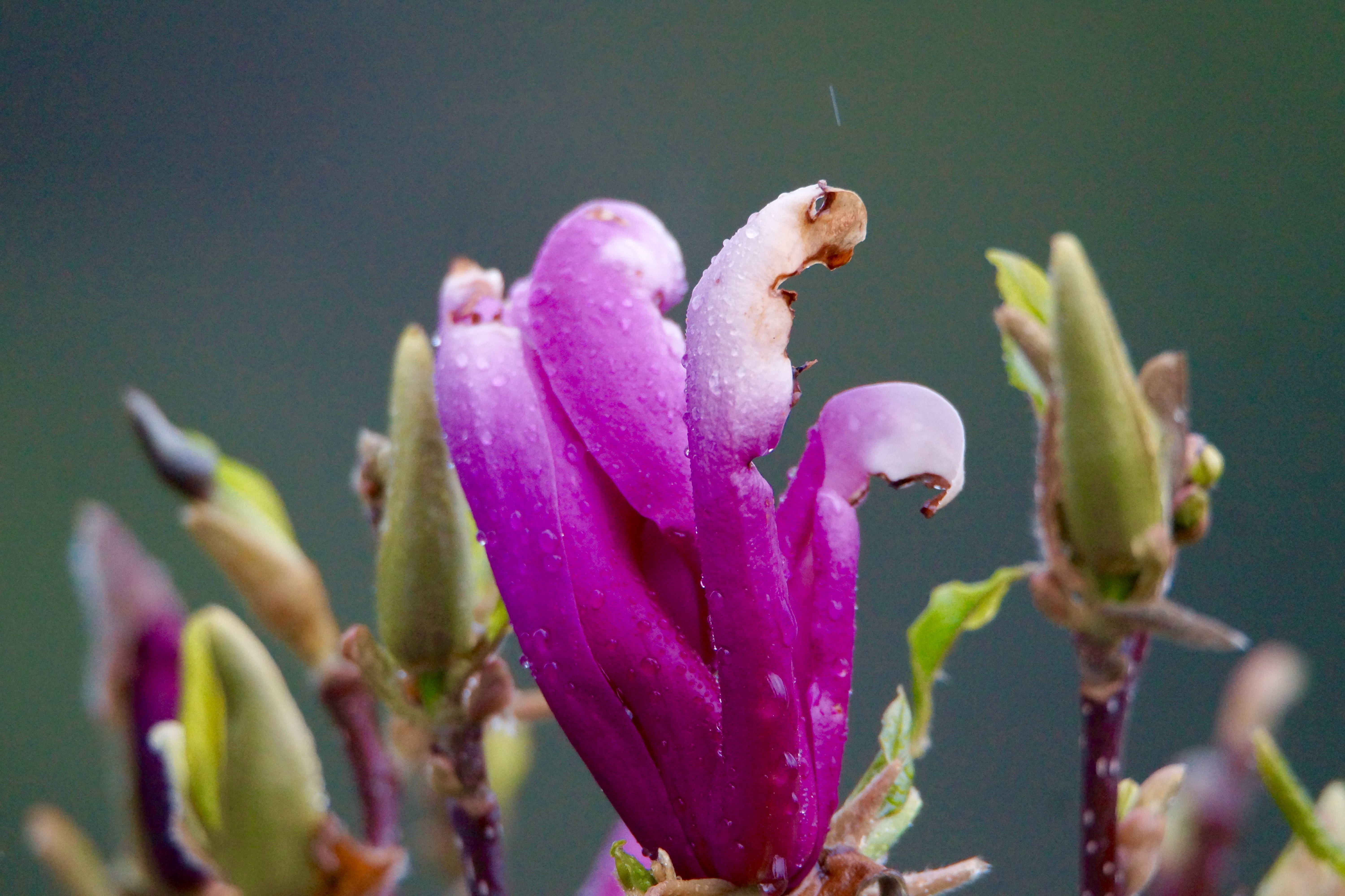 Skurrile Magnolienblüten-Figur