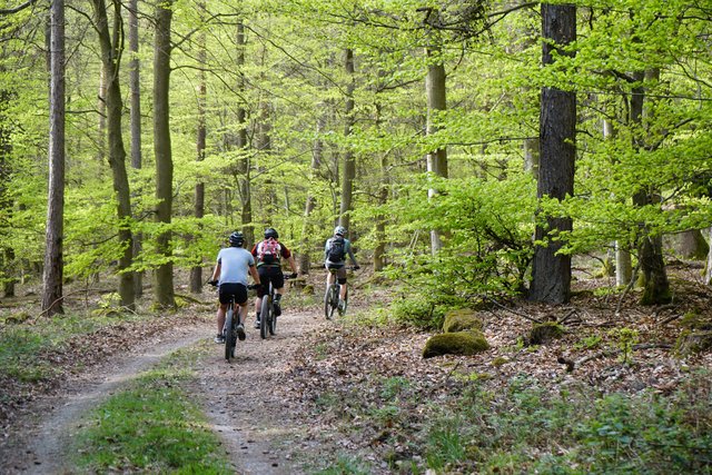 Die Mountainbiker, die im Greinberg-Wald auf dem Weg zu ihrem Kelten-Trail sind, haben leichtes Spiel auf dem geschotterten Weg in der einstigen Römerschanze. Probleme gibt es aber dort, wo die Wildschweine  auf den schmalen Pfaden wüteten.