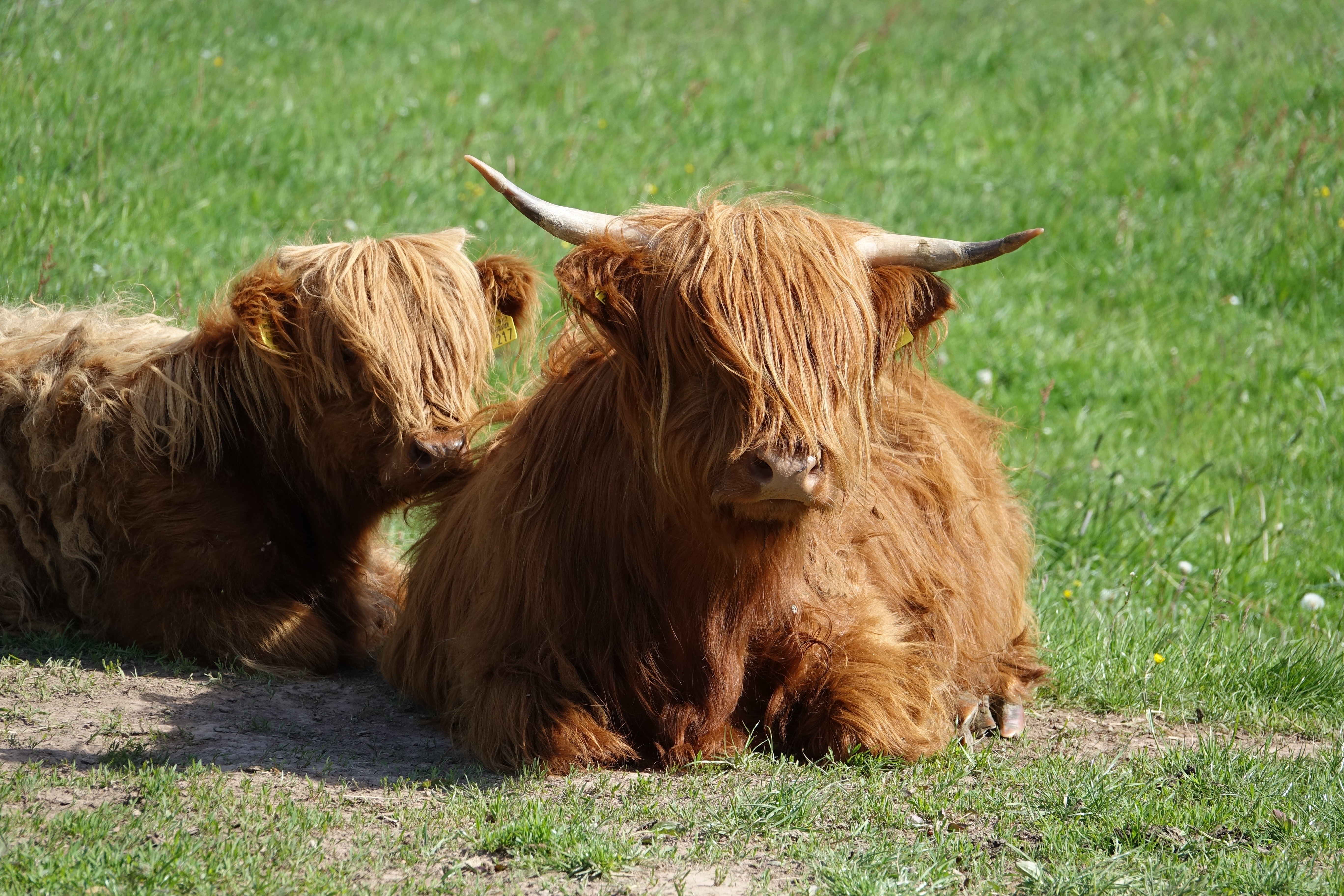 Hochlandrinder sehen sympathisch und gutmütig aus, aber Vorsicht ist dennoch geboten, vor allem bei den Hörnern der Bullen und Muttertiere.