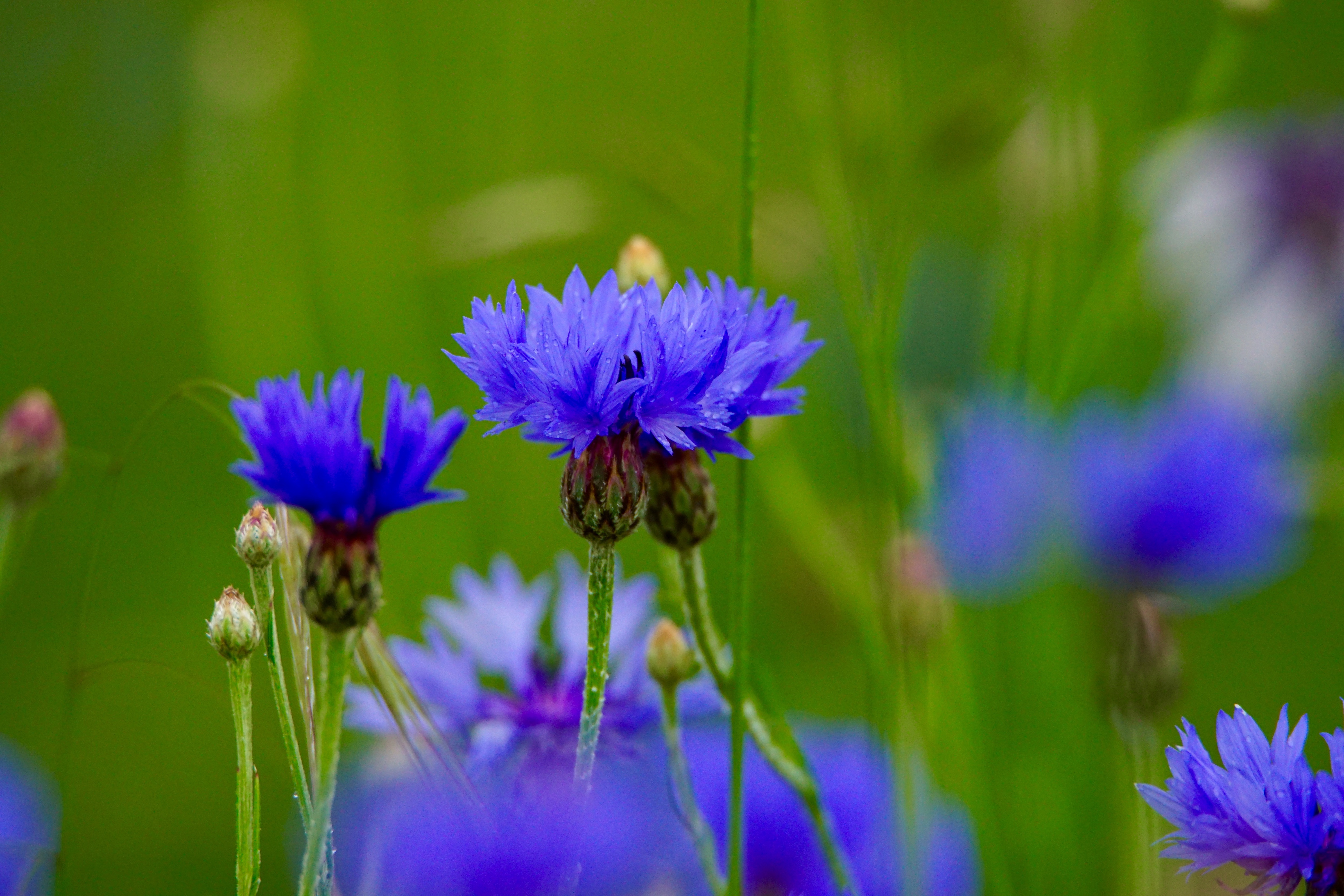 Blaue Blüten: Kornblumen bei Richelbach im Bayerischen Odenwald.
