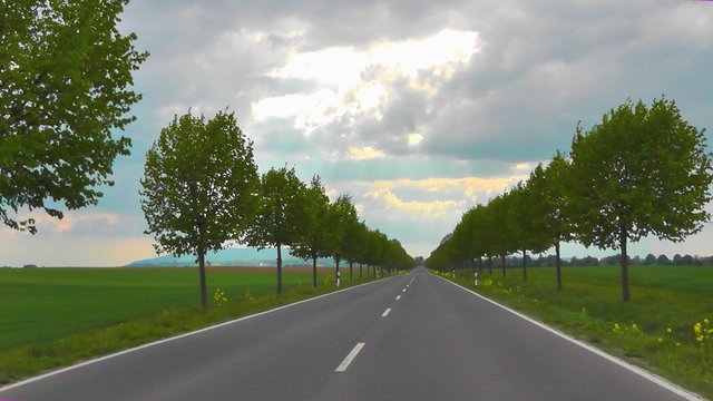 Noch stehen die Bäume an der Mainzer Strasse in Miltenberg. Wie lange noch?