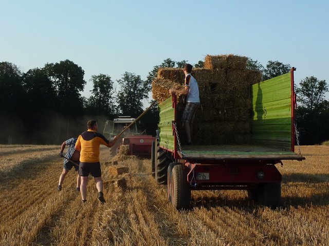 WENSCHDORF FILMREIF - Strohballen für das Freiluft- und Bulldog-Kino am 17. August 2019