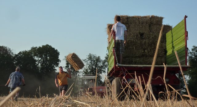 WENSCHDORF FILMREIF - Strohballen für das Freiluft- und Bulldog-Kino am 17. August 2019