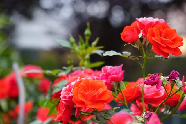 Rosen - die Lieblingsblumen von Bundeskanzler Konrad Adenauer. 