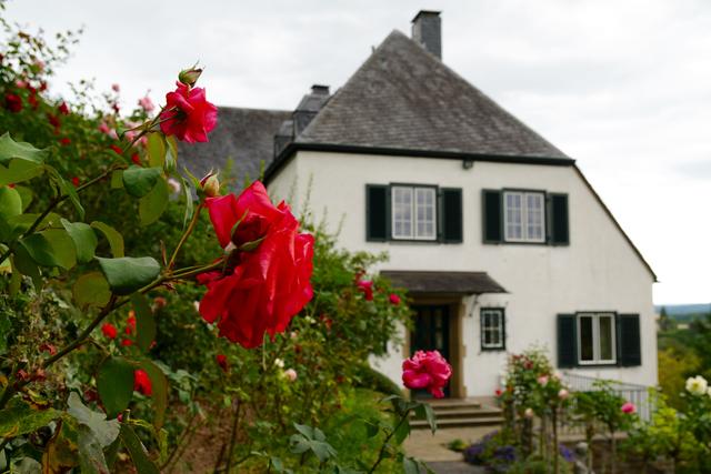 Das Wohnhaus von Konrad Adenauer ... und davor: strahlende Rosen im beginnenden September 2019. 