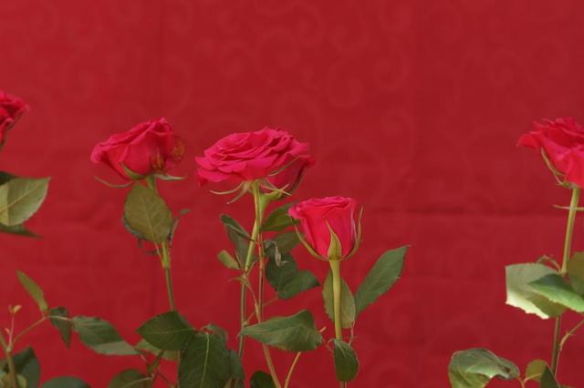 Der Rosengarten aus Die Schöne und das Biest | Foto: Norbert Gödde