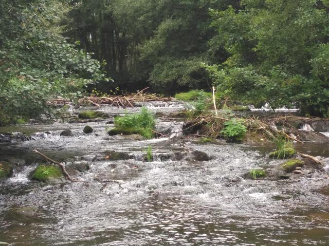 Gefahr bei Hochwasser! Oberhalb der Ölmühle hat der Biber eine ganze Menge Holz zusammen getragen. Die Stämme hat er sich in den umliegenden Gärten und am Ufer besorgt. Sollte das nächste Hochwasser die Holzsammlung abschwemmen, kann sie an anderer Stelle einen unerwünschten Stau verursachen.