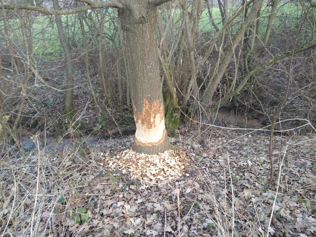 Dieser Apfelbaum am Otterbach ist ein gefundenes Fressen für den Biber. Ob die Späne auch enegertisch als Hackschnitzel genutzt werden können?