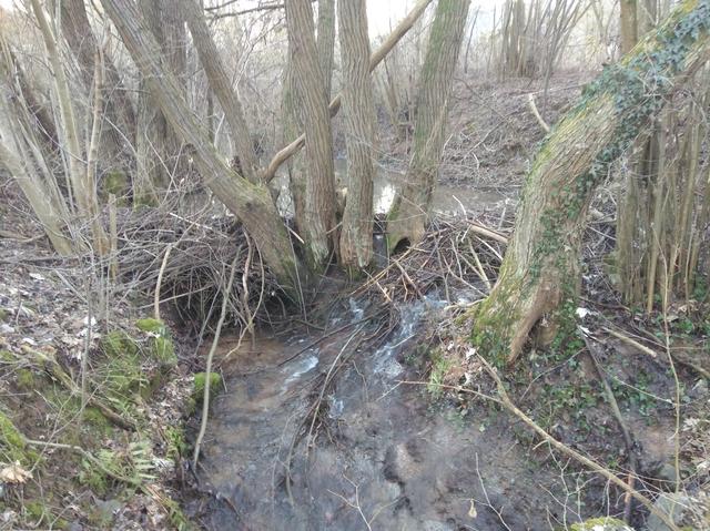 Der Amorbach oder Otterbach kurz vor seiner Mündung in die Mud. Auch hier hat der Biber schon ein beachtliches Bauwerk errichtet. Das Wasser staut sich bereits.