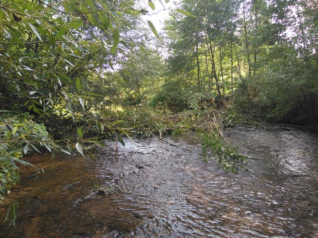Von einem Ufer zum anderen reicht dieser Biberdamm im Billbach unter den Odenwaldwerken. 