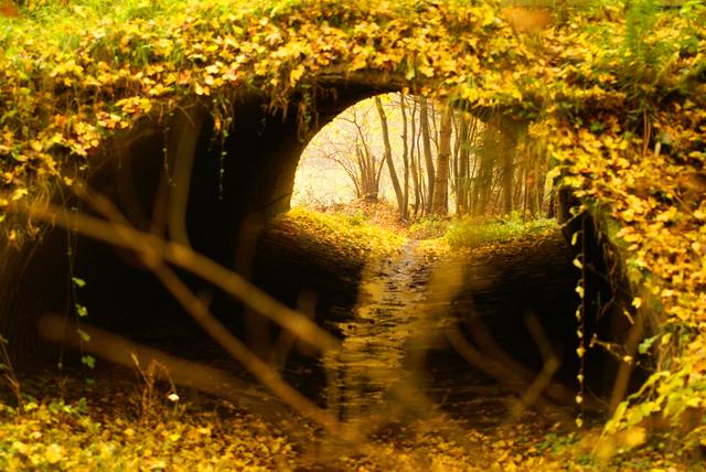 Herbstlicher Durchblick