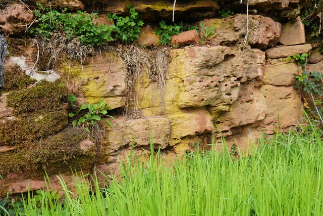 Es droht insbesondere in der Nähe des sogenannten Churfrankensteigs Steinschlaggefahr! Zwei größere Felsbrocken hatten sich vor kurzem gelöst und befinden sich in der Nähe eines Vorsprunges des Chur-Frankensteiges. Durch den angekündigten Regen am kommenden Wochenende besteht die Gefahr, dass die gelösten Felsbrocken jederzeit herunterstürzen könnten.